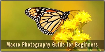 Macro Photography The Complete Guide