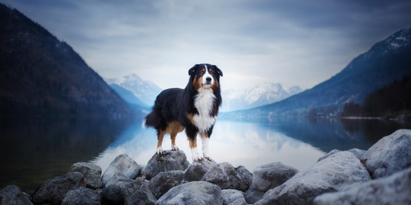 Pet Photography Ideas after COVID 19