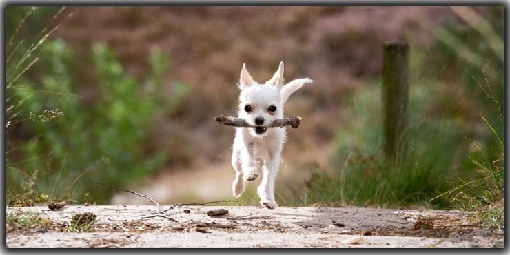 Gift the Model : Pet Photography Tips