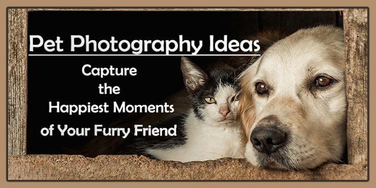 Pet Photography Tips