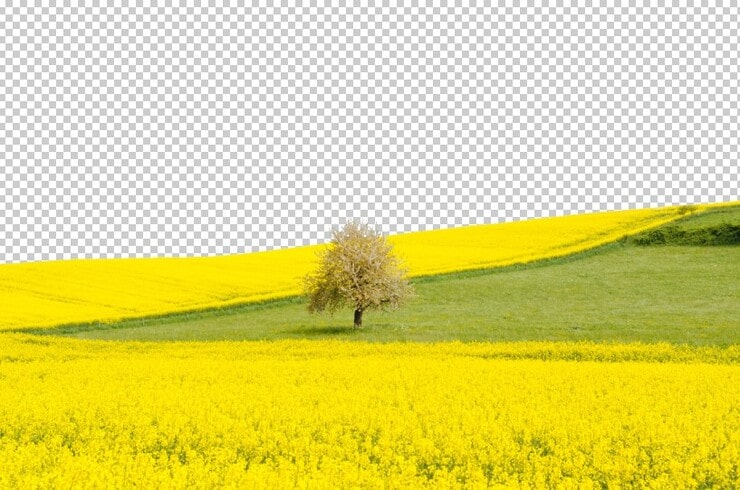 Cutout Photo using Color Range