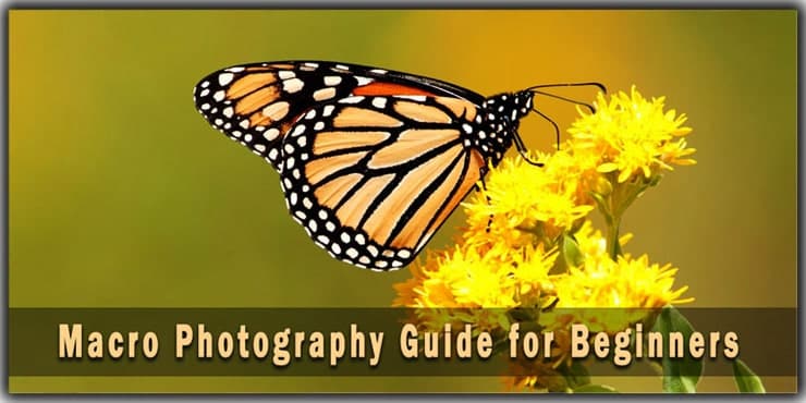 Macro Photography Guide for Beginners