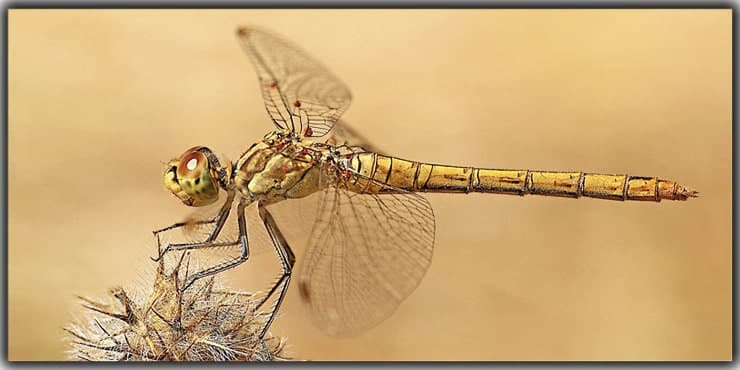 Macro Photography Ideas